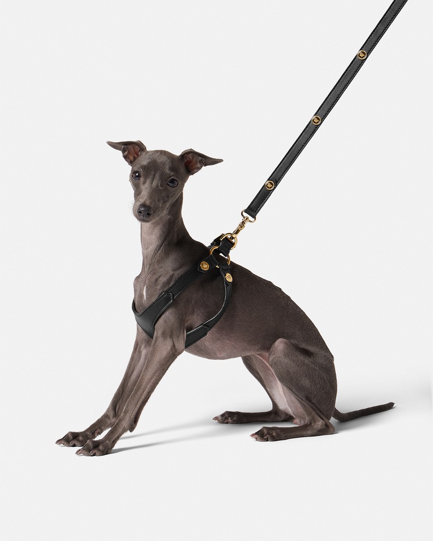Versace Home Icon Pet Harness Black 2